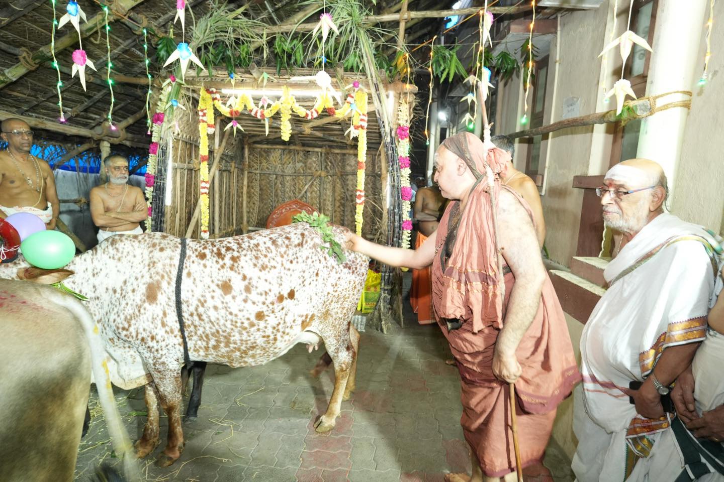 Mattu Pongal celebrated at Shrimatam